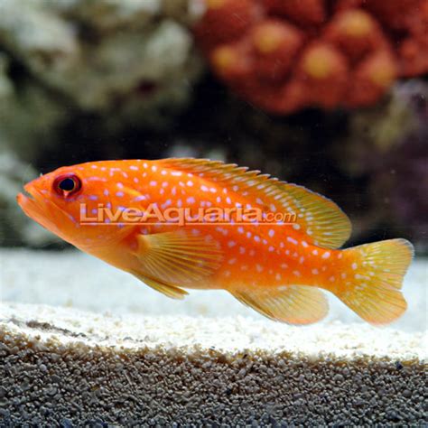 Miniatus Grouper Saltwater Aquarium Fish