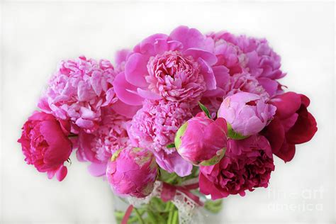 Pink Peonies Red Peonies Floral Bouquet - Romantic Pink Red Cottage Peonies Photograph by Kathy ...