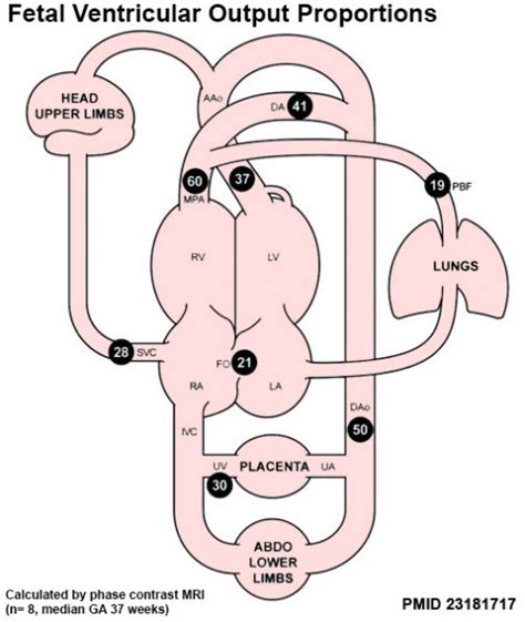 Cardiovascular System Blood Development Embryology