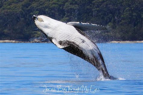 Jervis Bay Territory Tourism, Australia | Jervis Bay Territory Trip ...