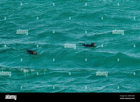 Galapagos Penguin on Bartolome Island in Galapagos Islands, Ecuador