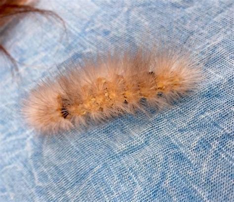 Fuzzy Graybeige Caterpillar With Orange Body In Socal Estigmene Acrea Bugguidenet