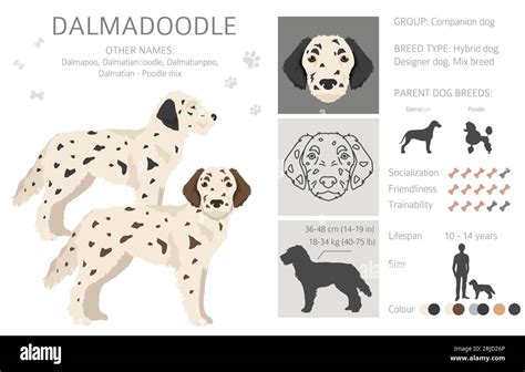 Dalmatian Mix With Poodle