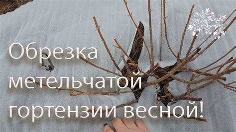 Весенняя обрезка метельчатой гортензии Лайм Лайт. - YouTube