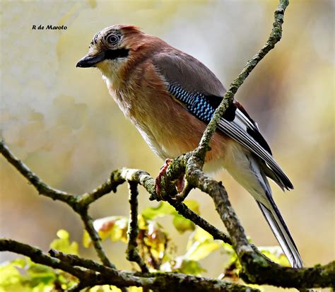 Arrendajo Euroasi Tico Garrulus Glandarius Arrendajo Eu Flickr