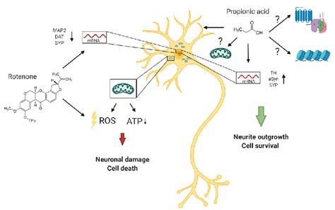 Neuroprotective Effects Of Propionic Acid After Neuronal Damage By