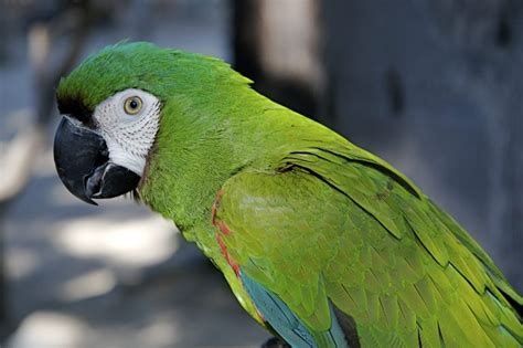 Loros Todo Acerca De La Mejor Ave De Compa A Aves Ex Ticas