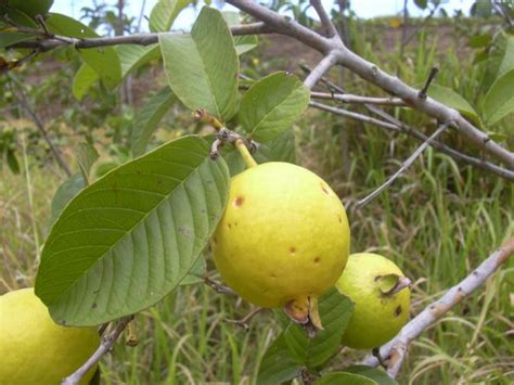 Psidium Guajava