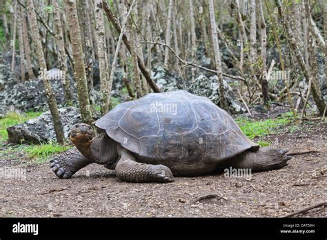 La tortuga de Galápagos la tortuga gigante Chelonoidis nigra Isla