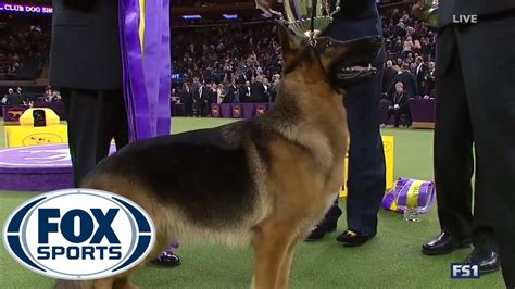 √ Westminster Dog Show Winners 2017 / Rumor The German Shepherd Named ...