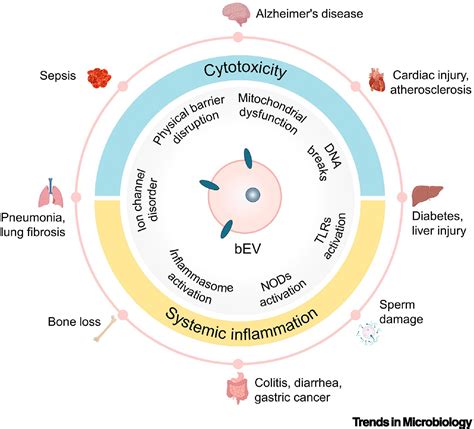 Bacterial Extracellular Vesicles An Emerging Avenue To Tackle Diseases