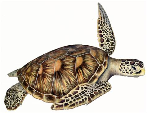 Green Sea Turtle Drawing At Getdrawings Free Download