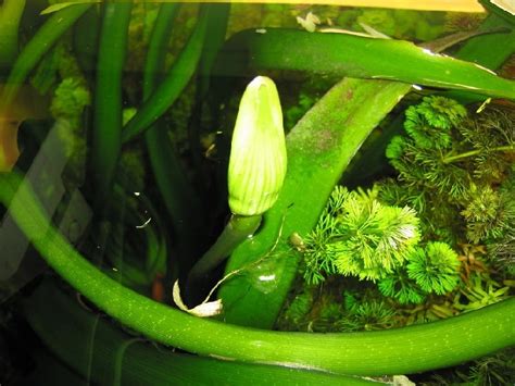 КРИНУМ ТАИЛАНДСКИЙ (Crinum thaianum) » Домашний аквариум