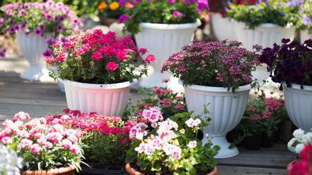 Купить рассаду оптом от производителя: агрофирма «Виола»