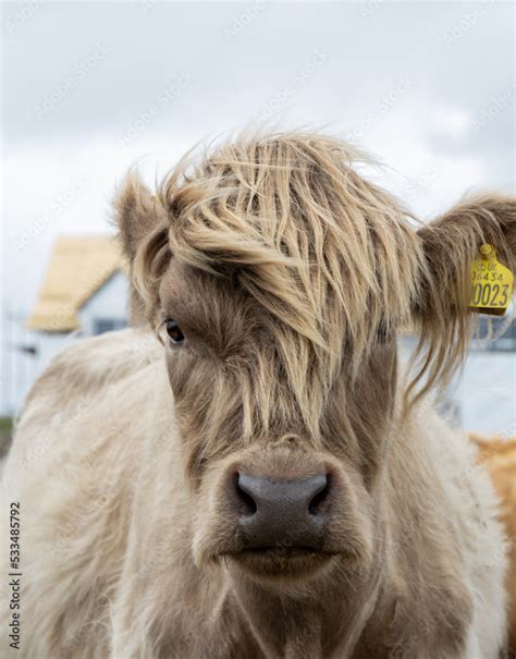 Close Up Head Shot Portraits Of Beautiful Highland Cow With Furry Manes Covering Their Eyes