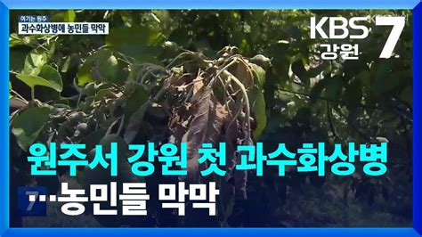 여기는 원주 원주서 강원도 첫 과수화상병농민들 막막 Kbs 20230523 Youtube