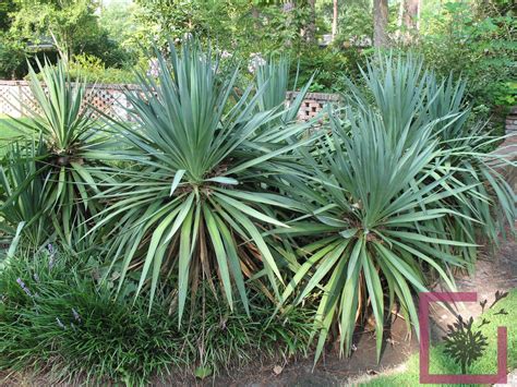 Quand Planter Un Yucca Gloriosa Housekeeping Magazine Id Es