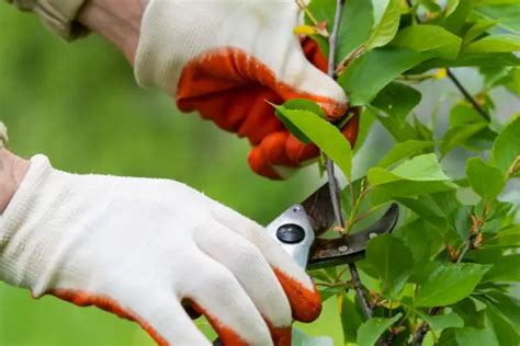 Dicas De Poda Para Plantas Urbanas Quando E Como Fazer Trilhas Virtuais