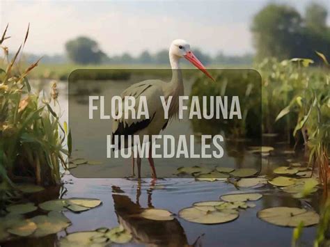 Flora Y Fauna De Los Humedales