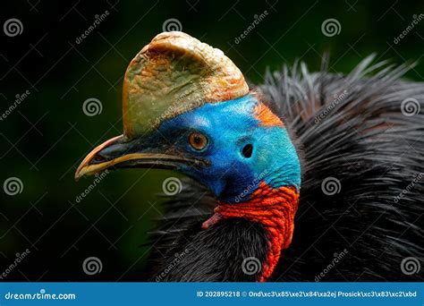 Cassowary Detail Portrait Of Southern Cassowary Casuarius Casuarius