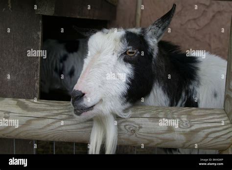 goat Drusillas Zoo Park Stock Photo - Alamy