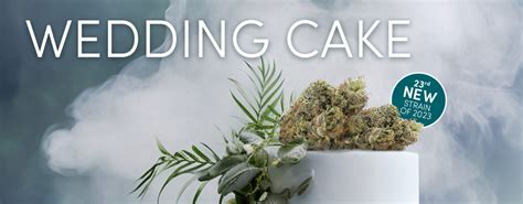 Wedding Cake Weed Strain - Noa Botanicals