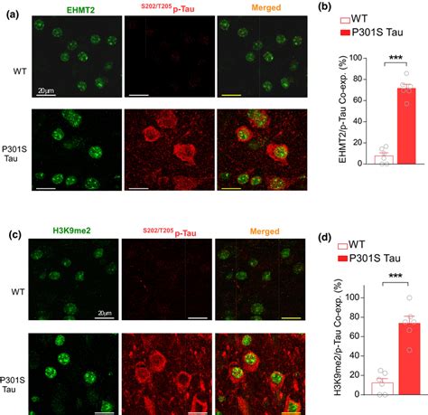 Hyperphosphorylated Tau Is Co‐expressed With Ehmt2 And H3k9me2 In Pfc