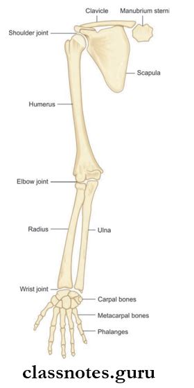 Upper Limb Introduction Question And Answers Class Notes