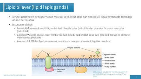 Molecular Biology And Pathobiology K Membran Plasma Struktur Dan Transpor Membran