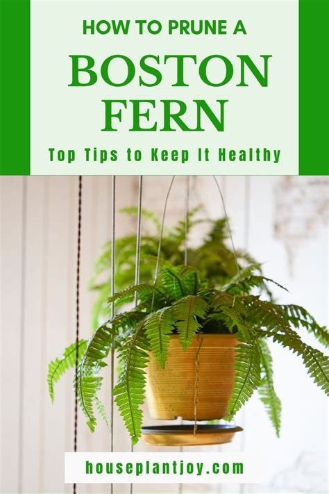 How To Prune A Boston Fern Top Tips Artofit