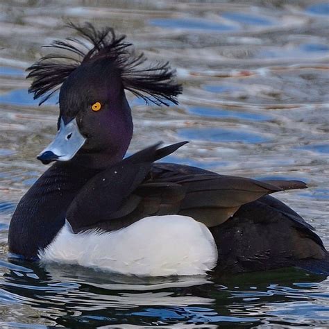 Tufted Duck Pfp