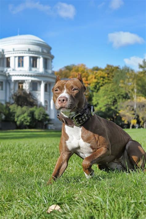 pitbull  house stock photo image  pets cute portrait