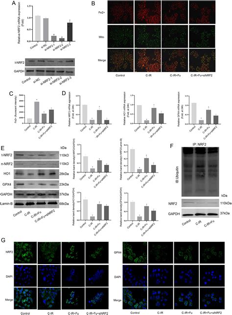 Fucoidan Ameliorates Ferroptosis In Ischemia Reperfusion Induced Liver