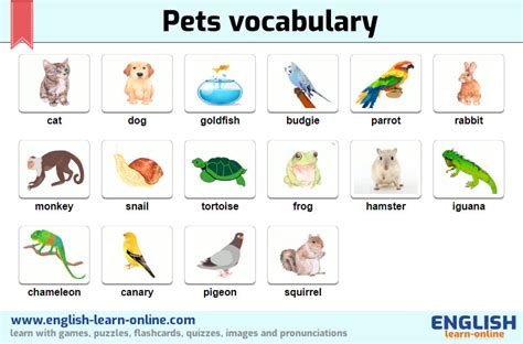 Pets In English 🐶 Learn English