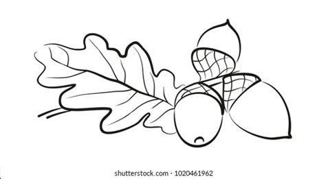 Vector Illustration Isolated Sketch Acorn Drawn Stock Vector (Royalty ...