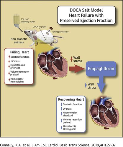 Empagliflozin Improves Diastolic Function In A Nondiabetic Rodent Model