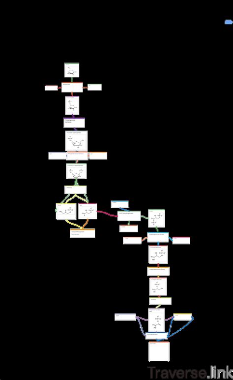 A flow chart and simple explanation of the Glycolysis pathway | Traverse