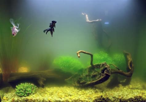 Understanding Bacteria Blooms In Goldfish Tanks Crazy About Fish