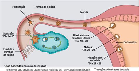 Sintomas Da Nida O Quais S O E Quanto Ocorre A Nida O