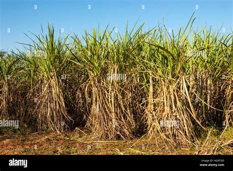 La caña de azúcar Saccharum officinarum plantación en el estado de