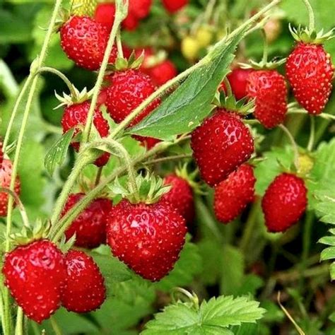 Купить семена Земляники
