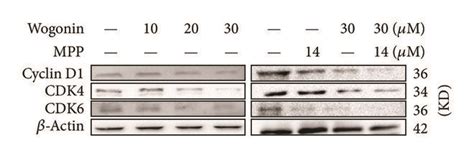 Effects Of Wogonin On Cell Cycling Distribution Of A Ovarian Cancer