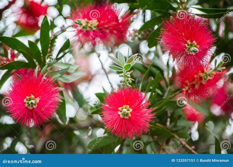 Red Bottle Brush Flower In A Spring Season At A Botanical Garden Stock