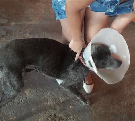 Cachorro Que Teve Rg O Genital Cortado Passa Por Cirurgia E Vai Para