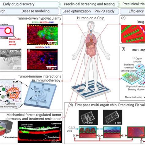 Example Of Application Of Organoids On A Chip For Early Drug Discovery