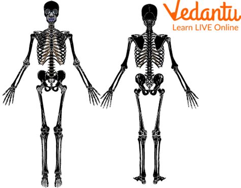 Human Skeletal System - Learn Definition, Functions and Facts