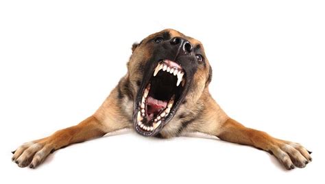 how to fix aggression in dogs