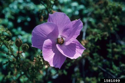 Blue Hibiscus Alyogyne Huegelii