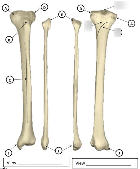 Boney Landmarks The Tibia Fibula Diagram Quizlet