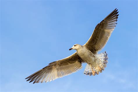 Free Images Bird Wing Seabird Flying Fly Seagull Gull Beak